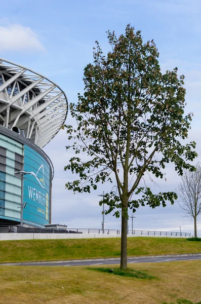 Стадион и дерево — стоковое фото