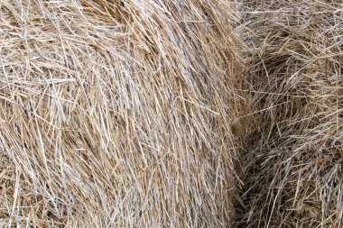 Kuru saman dokusu, hasat mevsiminden sonra büyük saman yığını yakın plan, doğal arka plan.
