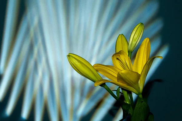 Жёлтоцветущий Лилейник Бутонами Темно Зеленом Фоне Маской Гобо — стоковое фото