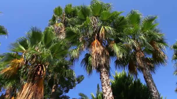 Palm trees on clear blue sky — Stock Video