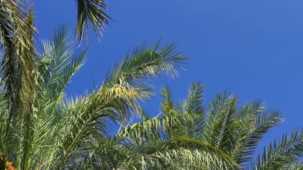 Palm trees on clear blue sky — Stock Video