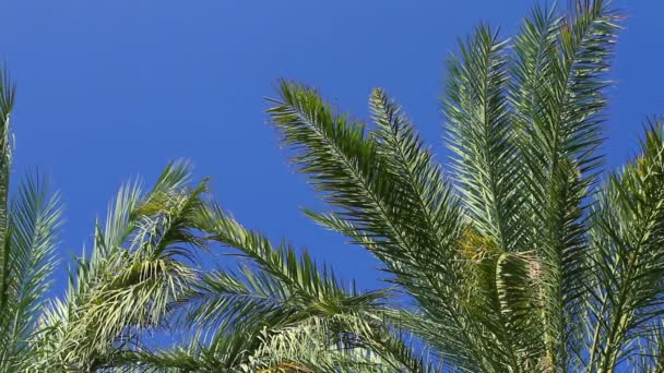 Пальмы на ясном голубом небе — стоковое видео