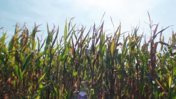 Campo verde de maíz — Vídeo de stock