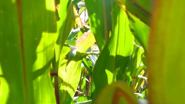 Green field of corn — Stock Video