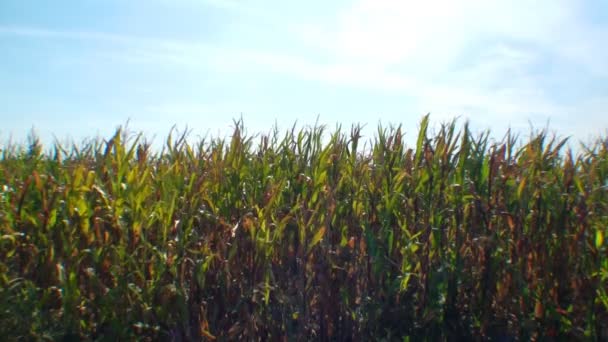 Campo verde de milho — Vídeo de Stock