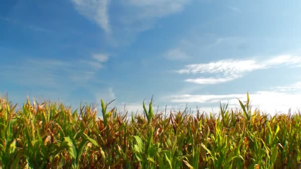 Зеленое поле кукурузы — стоковое видео