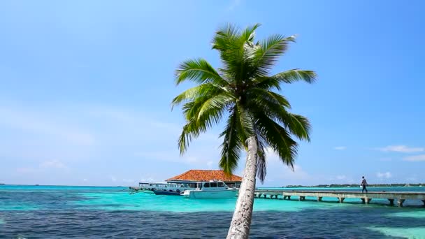 Paraíso tropical en Maldivas con palmeras y cielo azul — Vídeos de Stock