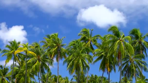 Paraíso tropical en Maldivas con palmeras y cielo azul — Vídeos de Stock