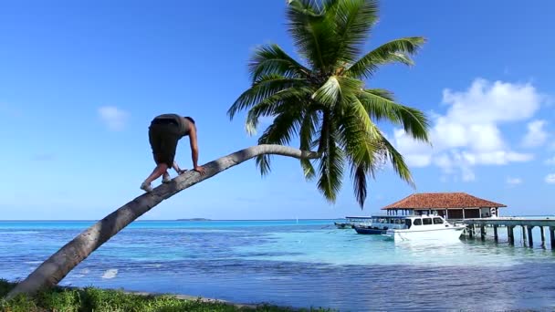 Hombre guapo trepando en una palmera — Vídeo de stock