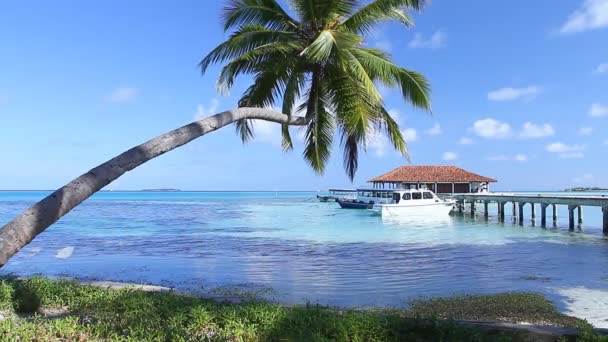 Paraíso tropical em Maldivas com palmas e céu azul — Vídeo de Stock