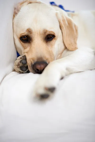 Golden labrador ta en vila — Stockfoto