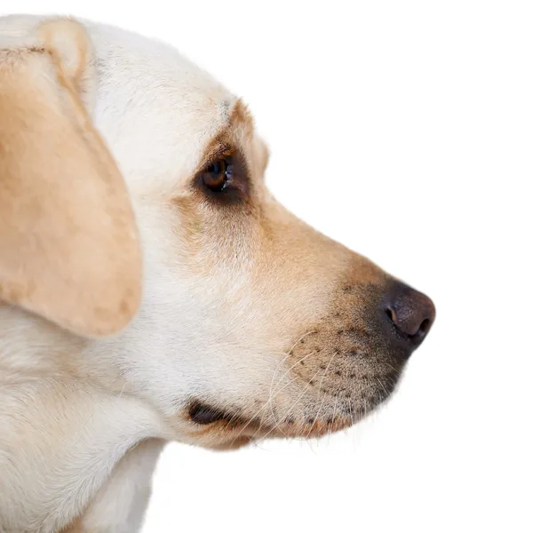 Profile portrait of a golden labrador — Stock Photo, Image