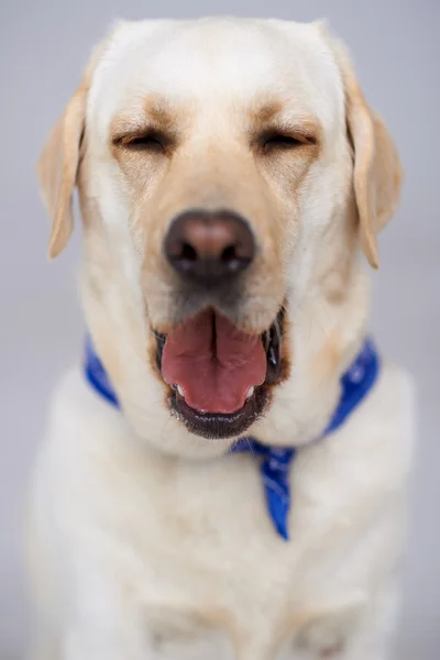 Bir esneme sahip güzel labrador — Stok fotoğraf