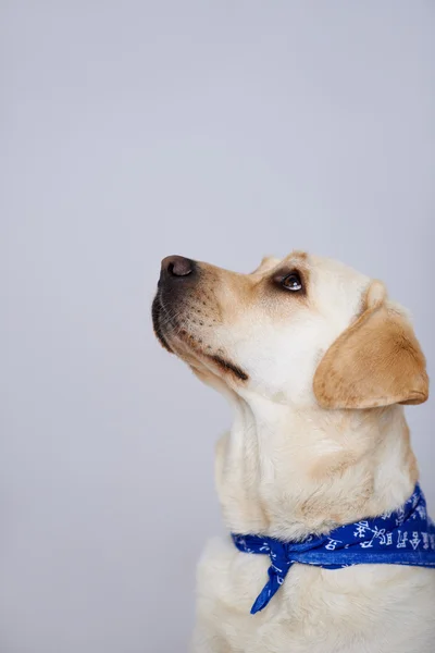 Sadık golden labrador — Stok fotoğraf