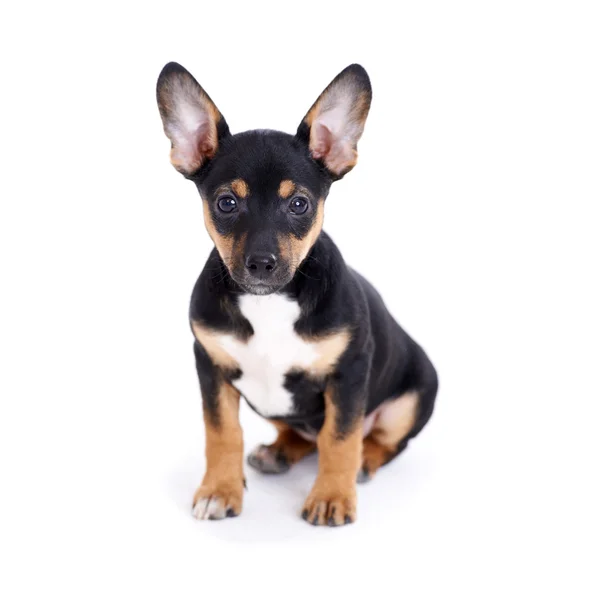 Young black coat puppy dog isolated on white — Stock Photo, Image