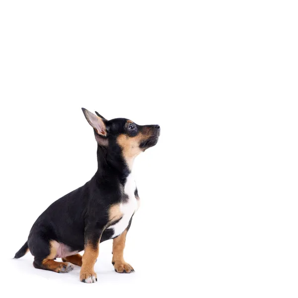 Jovem cachorro casaco preto isolado no branco — Fotografia de Stock