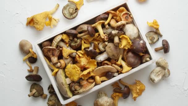 Variété de champignons forestiers frais et crus emballés dans une boîte en bois. Vue du dessus — Video