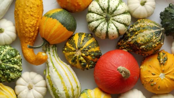 Colorful Mini Pumpkins White Background Fall Background Halloween Thanksgiving Celebration — Stockvideo