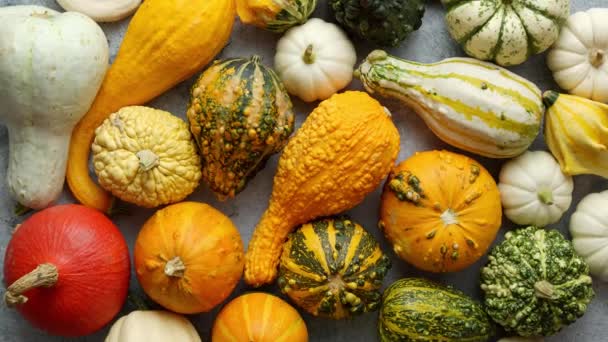 Colorful Mini Pumpkins White Background Fall Background Halloween Thanksgiving Celebration — Wideo stockowe