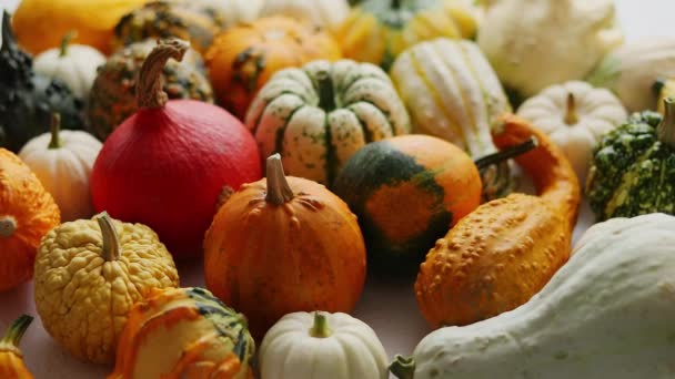 Colored Pumpkins Different Varieties Kinds Placed Table Flat Lay — Stockvideo