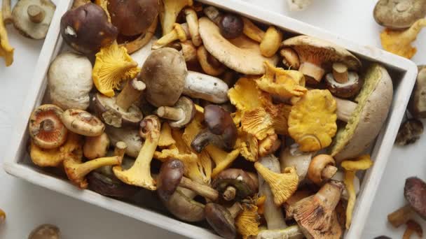 Top View Various Wild Mushrooms Collected Wooden Box Top View — Stock video