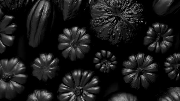 暗い背景に黒で描かれた小さなカボチャのさまざまな種類 トップビュー フラットレイアウト — ストック動画