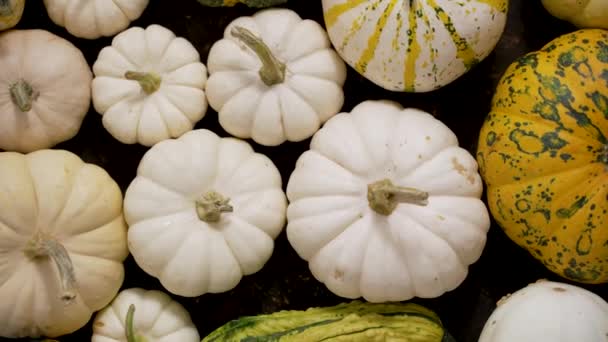 Colorful Mini Pumpkins White Background Fall Background Halloween Thanksgiving Celebration — Αρχείο Βίντεο