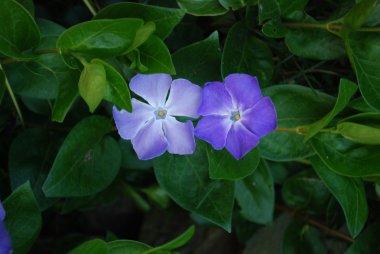 İrlanda Bahçe salyangozu