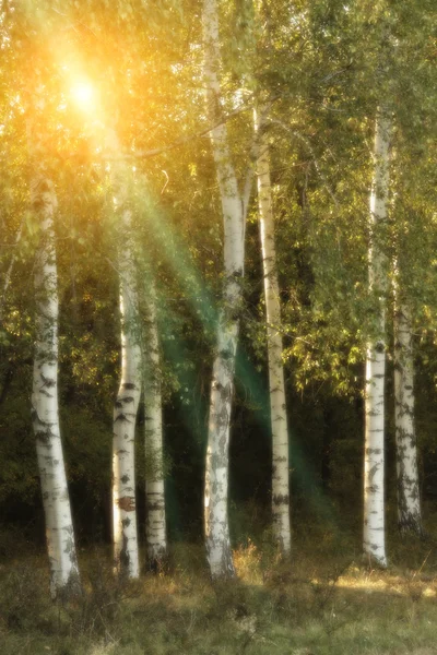 Berkenbomen in een herfst — Stockfoto