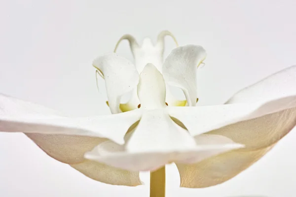Bílá orchidej - phalaenopsis květ — Stock fotografie