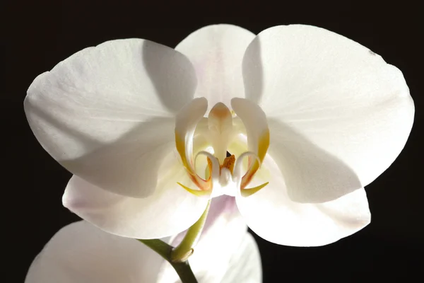 Orquídea branca - flor de falaenopsis — Fotografia de Stock