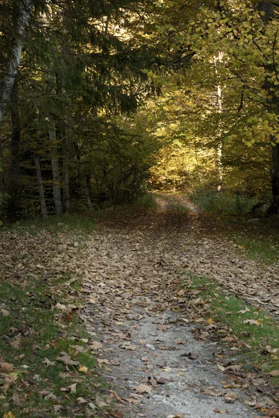 Skogsstigen — Stockfoto