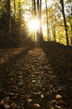 başlarında günbatımı güneşli orman