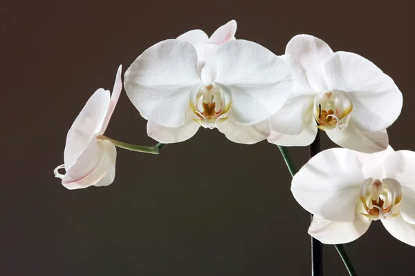 Orquídea branca - flor de falaenopsis — Fotografia de Stock