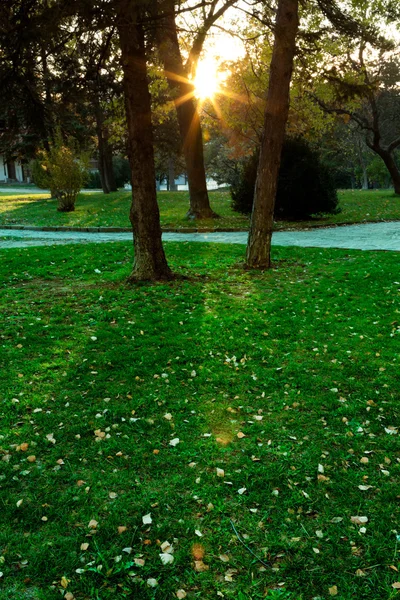 Sonniger Wald früh am Sonnenuntergang — Stockfoto