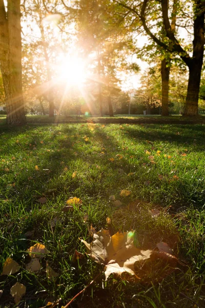 Sunny forest early in the sunset — Stock Photo, Image