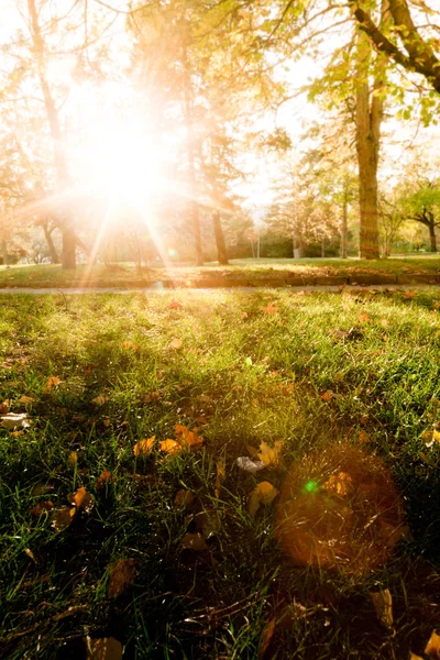 Zonnige bos vroeg in de zonsondergang — Stockfoto