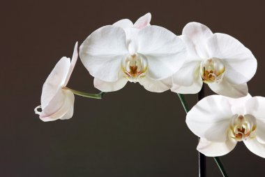 beyaz orkide - phalaenopsis çiçek