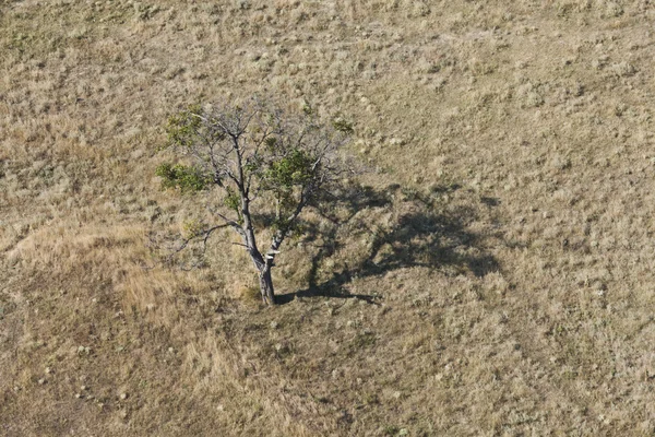 Aerial view tree — Stock Photo, Image