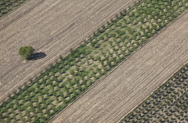 Aerial view tree — Stock Photo, Image