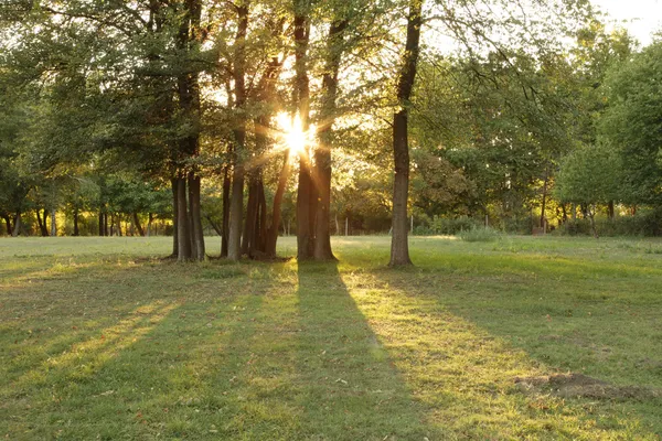 Coucher de soleil dans le parc — Photo