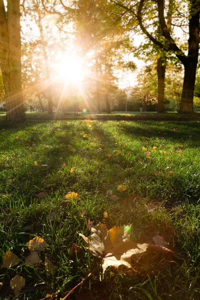 Bosque soleado al atardecer —  Fotos de Stock