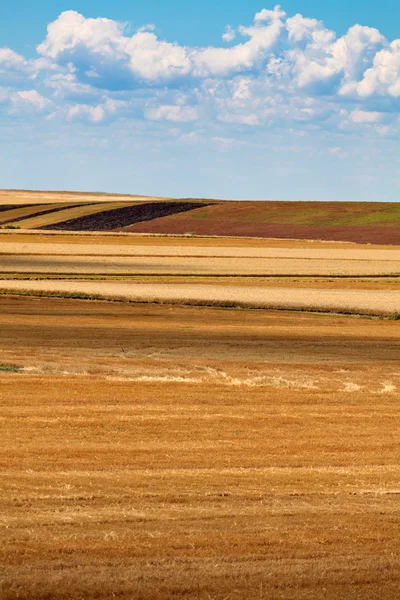 Field of harvested wheat — Stock Photo, Image