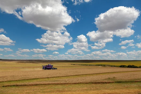 Combine harvester — Stock Photo, Image