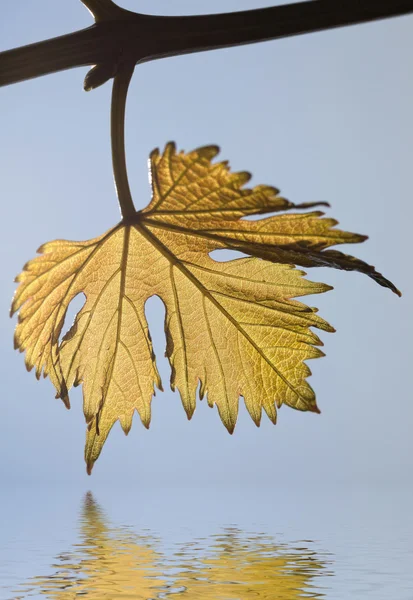 Виноград листья на фоне неба — стоковое фото