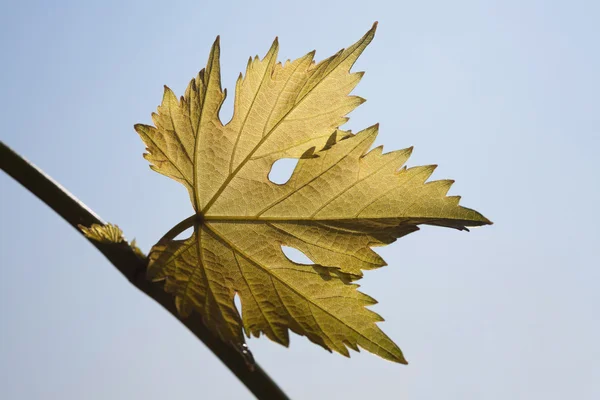 Vine leaves on sky background — Stock Photo, Image