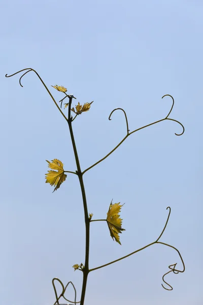 Feuilles de vigne sur fond de ciel — Photo