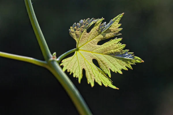 Vine leaves in blurred background — Stock Photo, Image