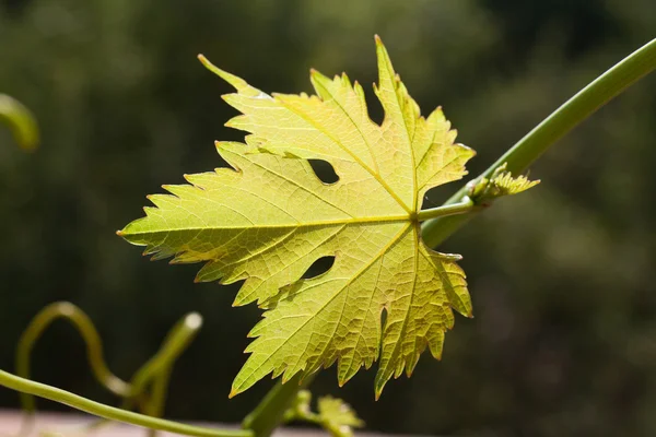 Vine leaves in blurred background — Stock Photo, Image