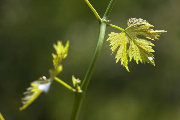 Vine leaves in blurred background — Stock Photo, Image